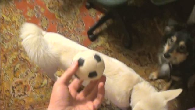Ворона и мячик 2
