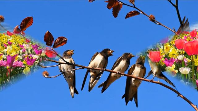 Benvenuta Primavera - Immagini E Musica