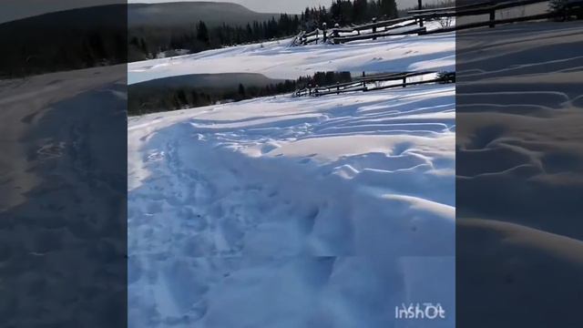 Хотел паймать ворону а паймал сороку