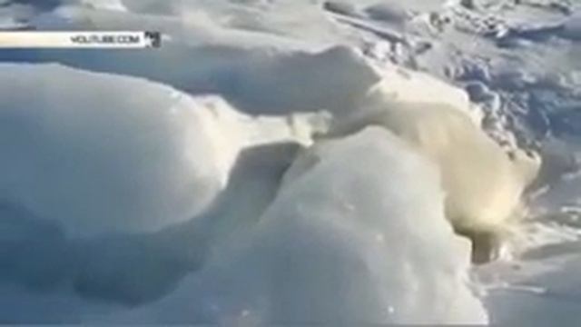 Тюлененок расплакался, потеряв маму из виду