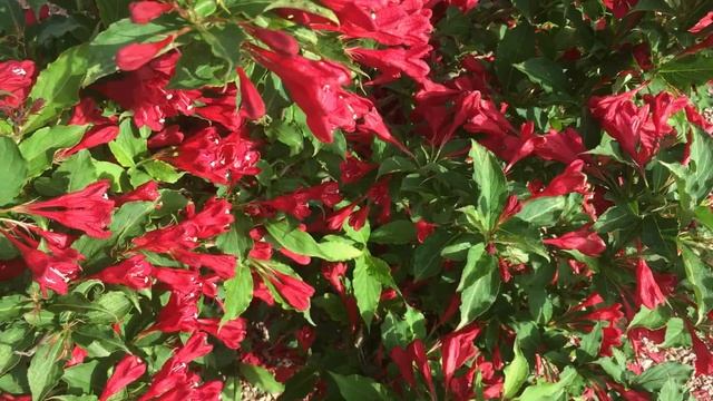 4cf54d4ac44d059bd67af0dc9dd13c16