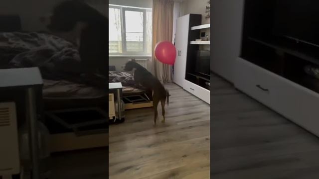 Стаффорд.mp4