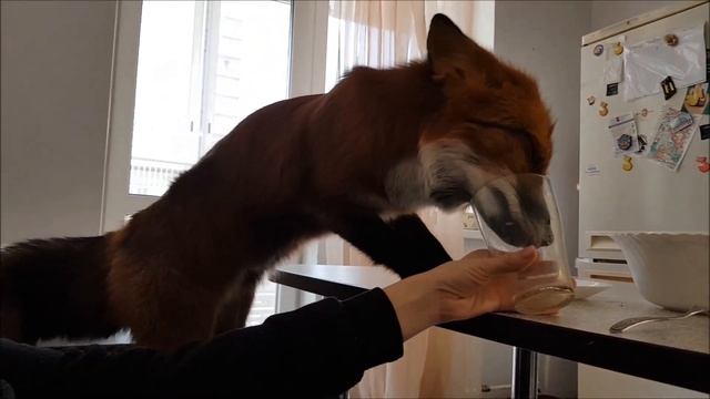 Жуткие кадры) - хэллоуин отдыхает), а он просто ест Куриные лапки