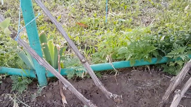 Полив винограда 8 июля 2017 г.