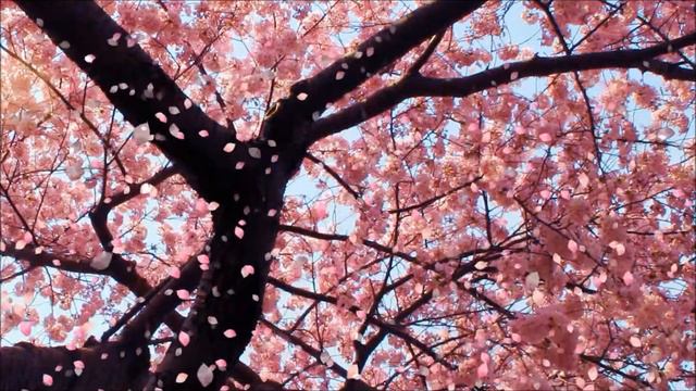 Mozart - Violin Concerto No.1 - Adagio