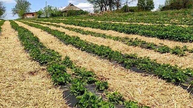 Прорыв капельного полива, капельный полив клубники #клубника # капельныйполив #клубникахарьков