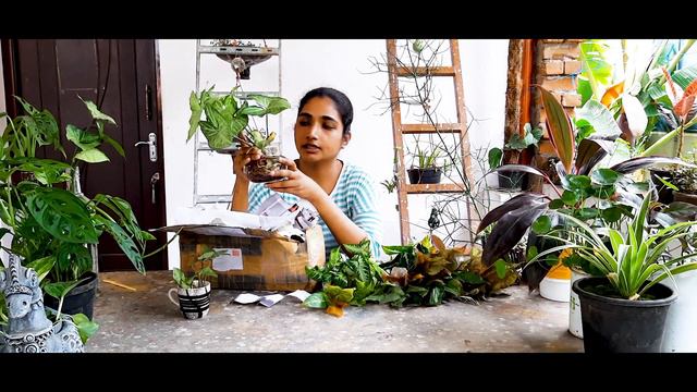 Unboxing Plants | 12 Syngonium (Arrow Head) Varieties | PlantCare| Online Plant Shopping | Plantish