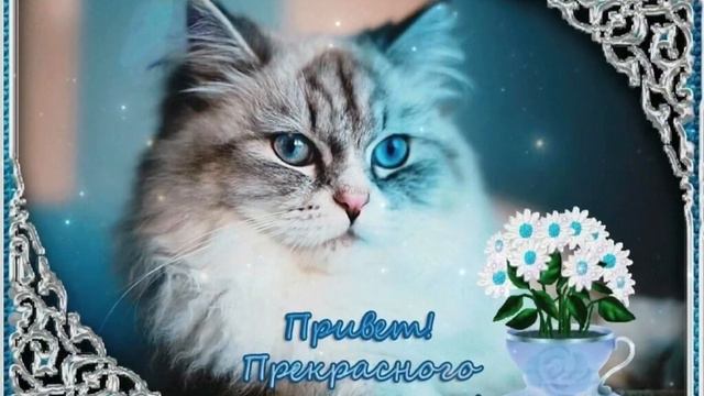 Прекрасного Дня! Отличного Настроения! Красивое Видео С Пожеланиями!💐🌼🌸