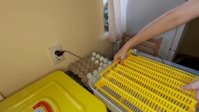 Голубые яйца ИНКУБАЦИЯ в ЗИМУ, что с этого получится, ваше мнение? инкубатор Janoel 42