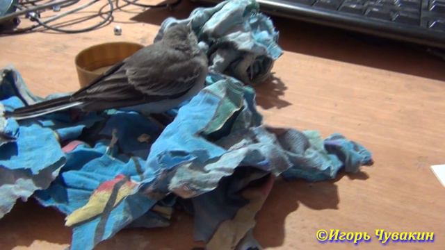 Птица на дороге