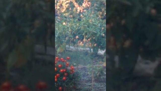 У костра / Цветы, калина и муж..ик / НАША ДАЧА