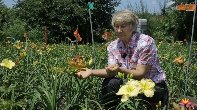Сеянцы лилейников с круглым глазом  Сад Ворошиловой