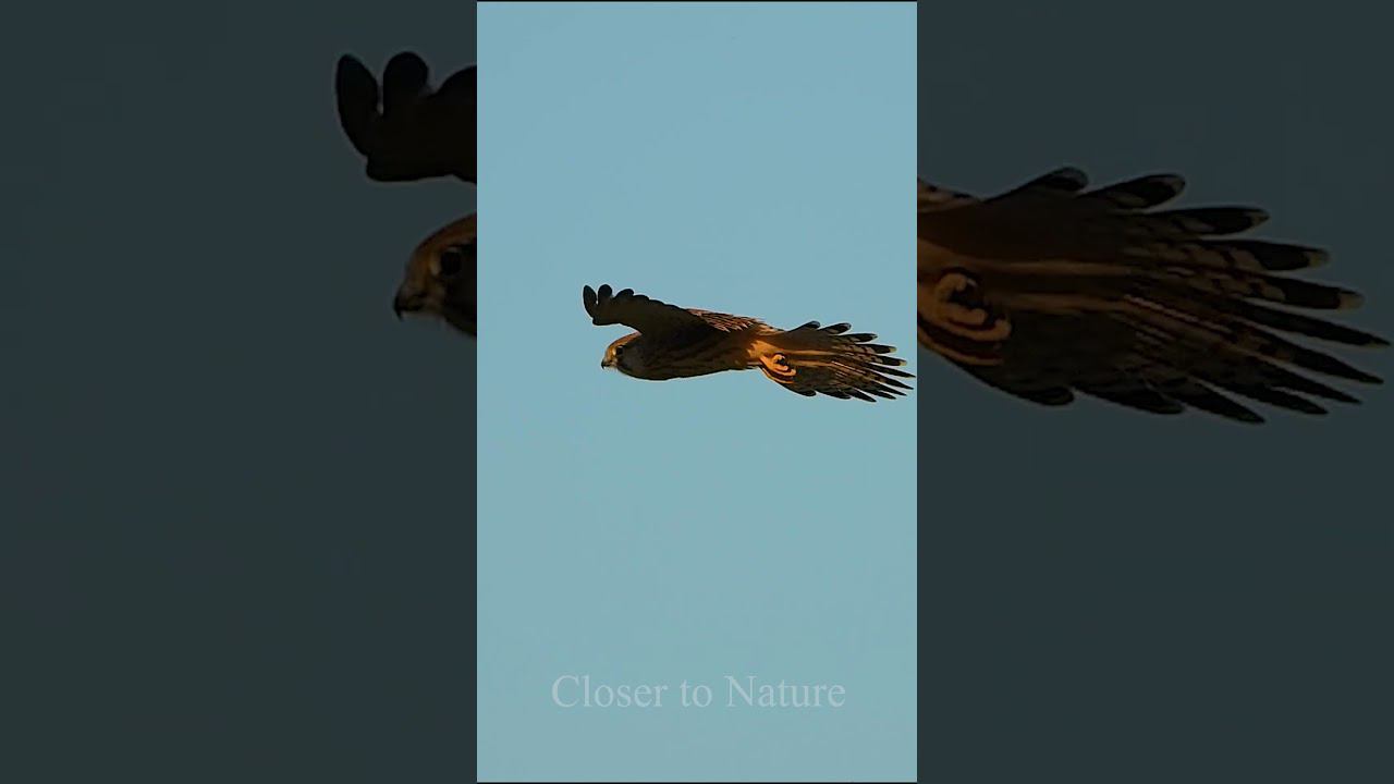 Пустельга в полете / Kestrel In Flight