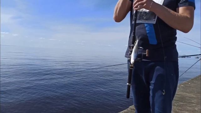 Салака в балтийском море / Рыбалка в рижском заливе / Fishing Baltic Sea / Reņģes Rīgas Jūras Līcī