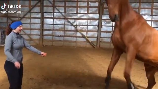 Ещё одна коричневая лошадь красивая