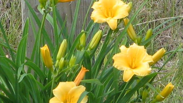 There's A Song In There Somewhere