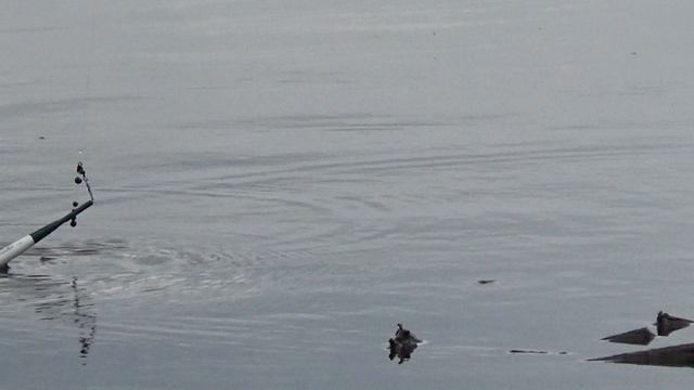 Рыбалка на карася. Карась в каждый заброс. ZOOM поклевки