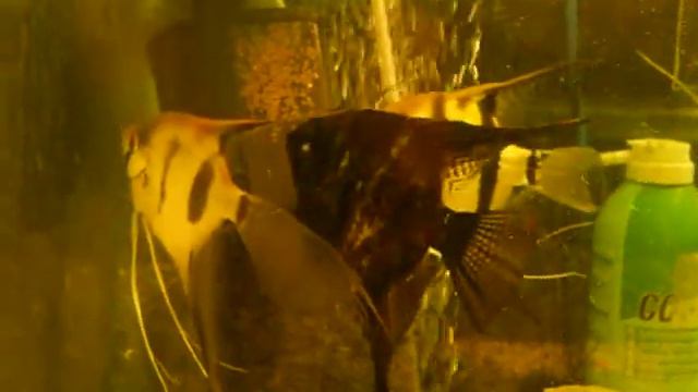 Гарем у скаляра.avi