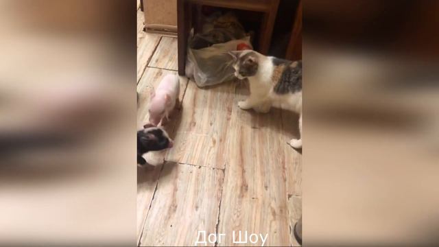 смешные животные 2023/ приколы животных/ Fynny ANIMALS