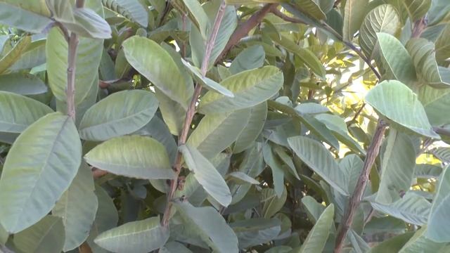 Psidium guajava - grow care harvesting and eat Yellow guava or Common guava
