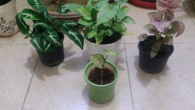 All You Need To Know About Syngonium Podophyllum