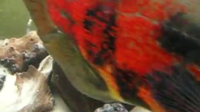 Astronotus Ocellatus®  Ikra Pawiookich Cz.1