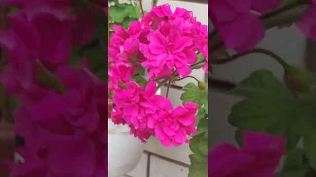 ОГРОМНЫЙ ЦВЕТОНОС 🔥🌸