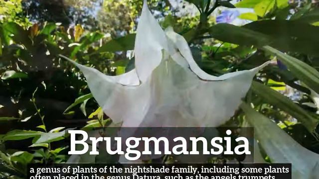 How Does Brugmansia Look? | What Is Brugmansia? | How To Say Brugmansia In English?