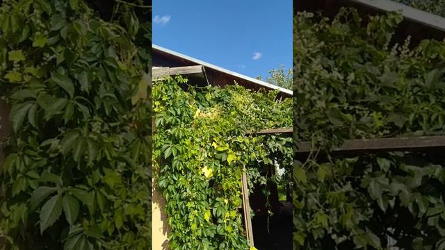 Лютая крыша!Приказано уничтожить!!