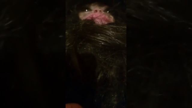 Так выглядят домовые?