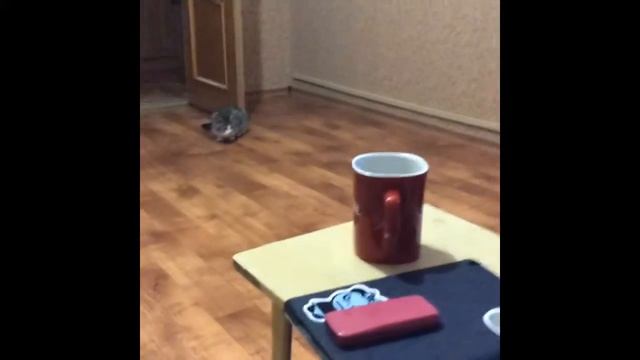 кошка ржачь)) #кошки #собака