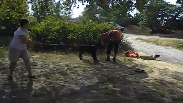 Ризеншнауцеры. юниоры. Обучение.  Защита