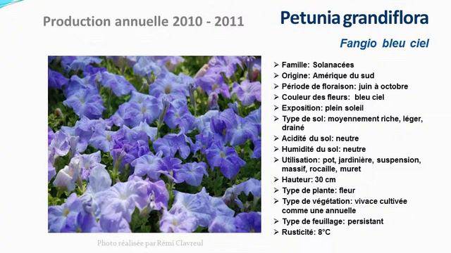 Petunia Grandiflora Fangio Bleu Ciel: Plante Annuelle