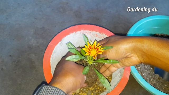Grow Beautiful Gazania Flower Plant At Home In Pot | Grow Gazania Plant In Pot | Gazania Flowers