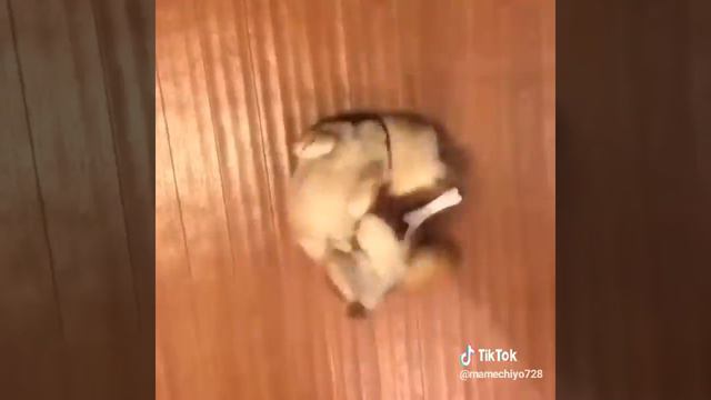 Собаке плохо