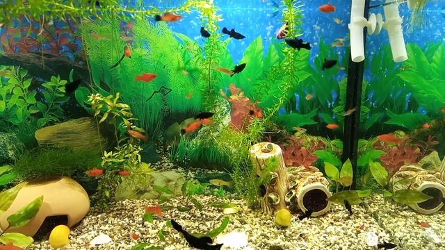 Кормление рыбок рачком артемии в 200 литровом аквариуме под расслабляющую музыку