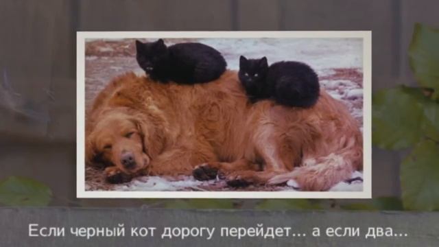 Они живут как кошка с собакой