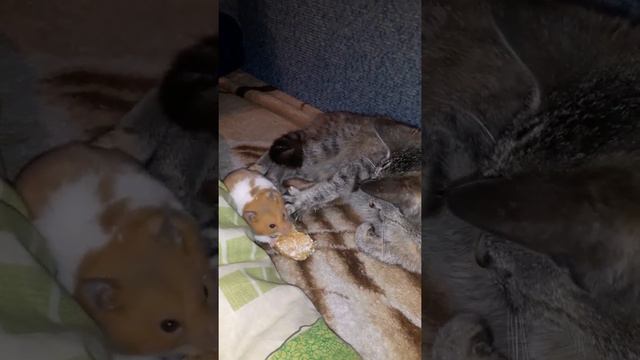Кошка играет з сирийским хомяком | Animal_world ❤