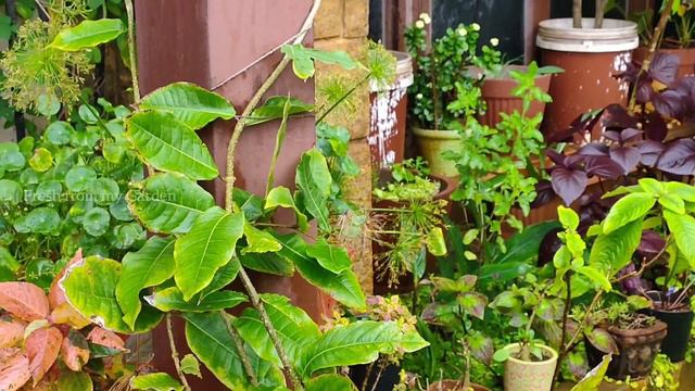 Why Do Indoor Plants Die? Reviving Indoor Plants On Our Front Porch