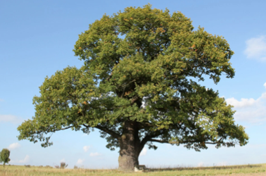Восточный сектор - удача в здоровье и богатстве