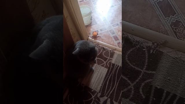 Марсель говорун