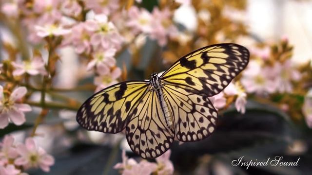 Royalty Free Stock Music | Infinite Existence By Inspired Essence