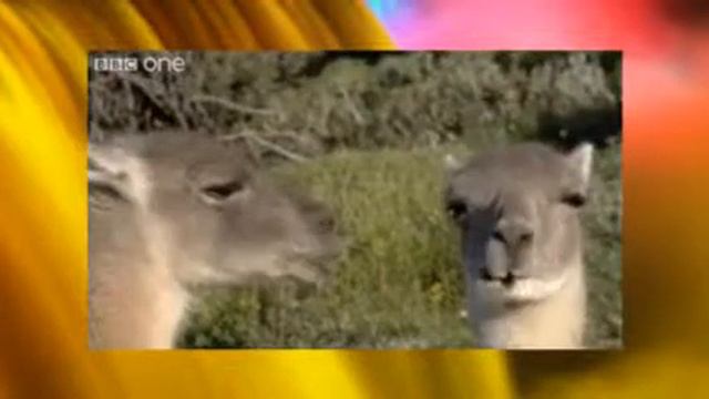 Говорящие животные 2