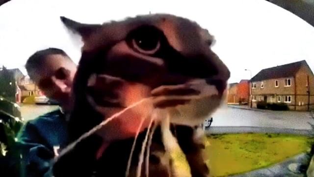 КОТ МЯУКАЕТ В КАМЕРУ НО ЭТО БАСС БУСТ