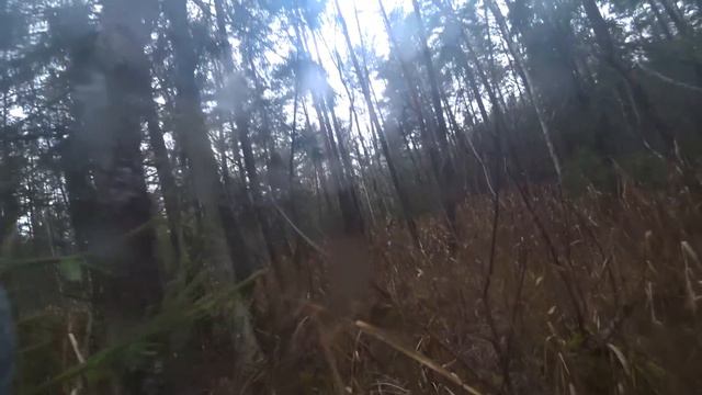 Охота #252 загонная, с собаками в лесу