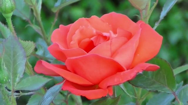 Красная роза. Для Вас!