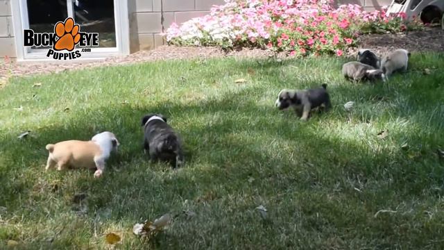 English Bulldog/Boston Terrier Puppies