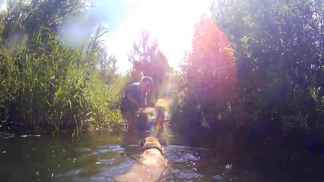 Купание Лилу. Ногинский приют.