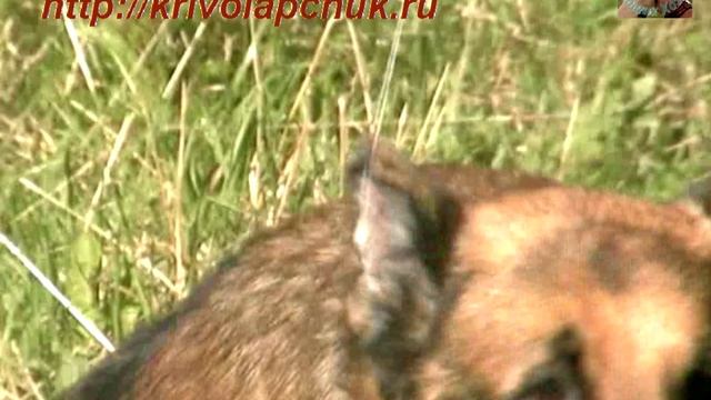 Овчарка идет на катушечной нитке