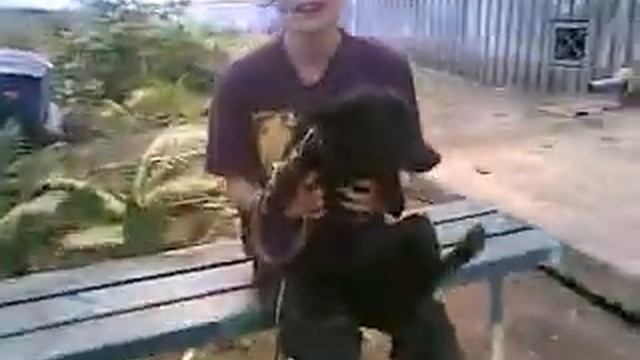 злая собака=)